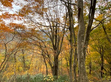 HOME HOME NIIGATA（ホームホームニイガタ）に投稿された画像（2020/11/9）