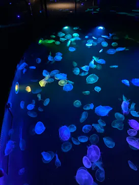 すみだ水族館に投稿された画像（2020/11/9）