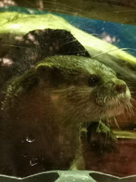 ゼロ距離水族館 伊勢シーパラダイスに投稿された画像（2020/11/9）