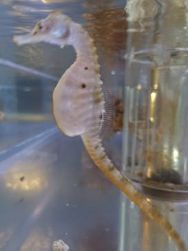 ゼロ距離水族館 伊勢シーパラダイスに投稿された画像（2020/11/9）