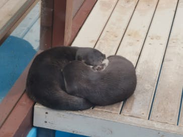 ゼロ距離水族館 伊勢シーパラダイスに投稿された画像（2020/11/9）