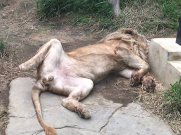 沖縄こどもの国に投稿された画像（2020/11/9）