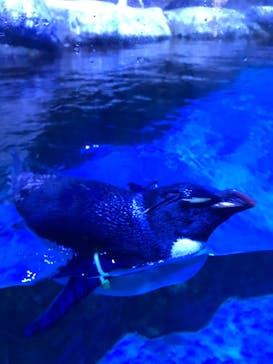 横浜・八景島シーパラダイスに投稿された画像（2020/11/9）