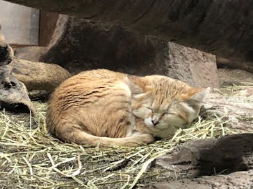 那須どうぶつ王国に投稿された画像（2020/11/9）