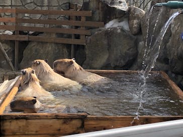 那須どうぶつ王国に投稿された画像（2020/11/9）