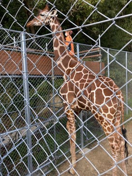 しろとり動物園に投稿された画像（2020/11/9）