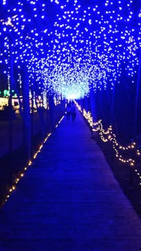 美らヤシパークオキナワ・東南植物楽園に投稿された画像（2020/11/9）