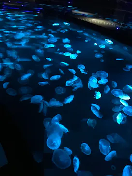 すみだ水族館に投稿された画像（2020/11/9）