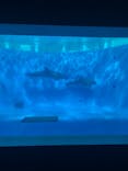 九十九島水族館海きららに投稿された画像（2020/11/9）