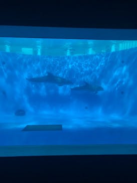 九十九島水族館海きららに投稿された画像（2020/11/9）