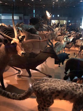 国立科学博物館に投稿された画像（2020/11/9）