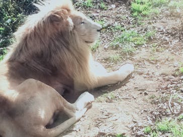 秋吉台自然動物公園 サファリランドに投稿された画像（2020/11/9）