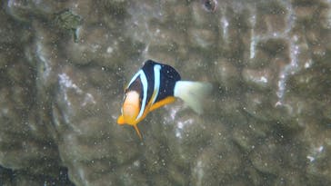 ダイビングショップ Sea Free（シーフリー）に投稿された画像（2020/11/10）