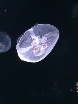 サンシャイン水族館に投稿された画像（2020/11/10）