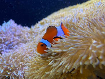 京都水族館に投稿された画像（2020/11/10）