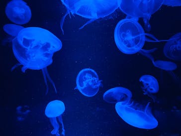 京都水族館に投稿された画像（2020/11/10）