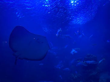 京都水族館に投稿された画像（2020/11/10）