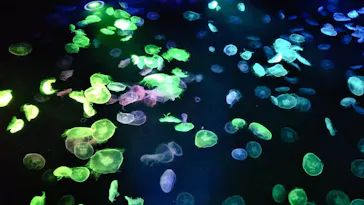 すみだ水族館に投稿された画像（2020/11/10）