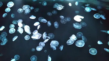 すみだ水族館に投稿された画像（2020/11/10）