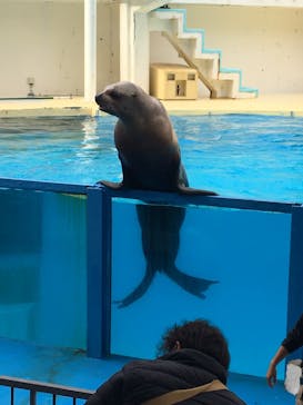 伊豆・三津シーパラダイスに投稿された画像（2020/11/10）