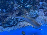 サンシャイン水族館に投稿された画像（2020/11/10）