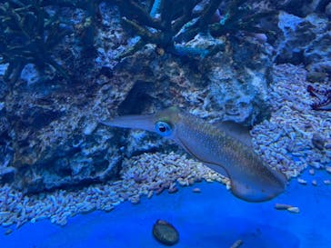 サンシャイン水族館に投稿された画像（2020/11/10）