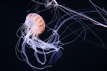 サンシャイン水族館に投稿された画像（2020/11/10）