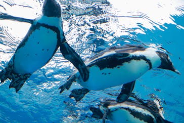 サンシャイン水族館に投稿された画像（2020/11/10）