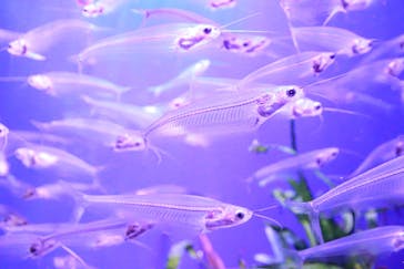 サンシャイン水族館に投稿された画像（2020/11/10）