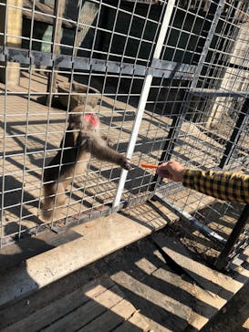 しろとり動物園に投稿された画像（2020/11/10）