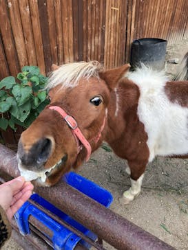 しろとり動物園に投稿された画像（2020/11/10）