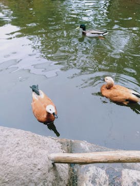 神戸どうぶつ王国に投稿された画像（2020/11/10）