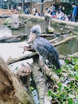 神戸どうぶつ王国に投稿された画像（2020/11/10）