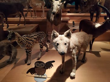 国立科学博物館に投稿された画像（2020/11/10）