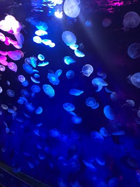 サンシャイン水族館に投稿された画像（2020/11/10）