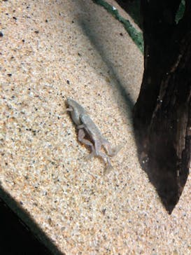 サンシャイン水族館に投稿された画像（2020/11/10）