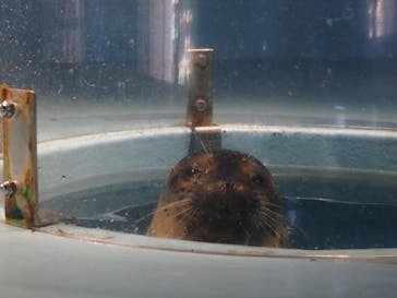 下田海中水族館に投稿された画像（2020/11/11）