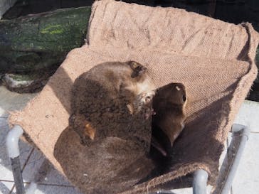下田海中水族館に投稿された画像（2020/11/11）