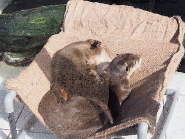 下田海中水族館に投稿された画像（2020/11/11）
