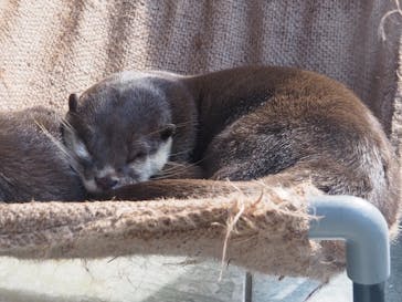 下田海中水族館に投稿された画像（2020/11/11）