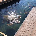 串本海中公園水族館に投稿された画像（2020/11/11）