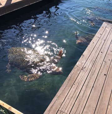 串本海中公園水族館に投稿された画像（2020/11/11）