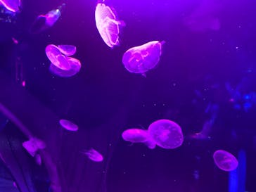 サンシャイン水族館に投稿された画像（2020/11/11）