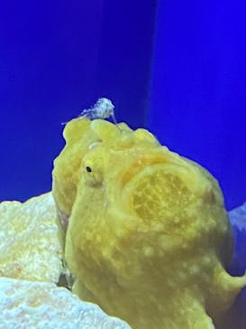 サンシャイン水族館に投稿された画像（2020/11/11）