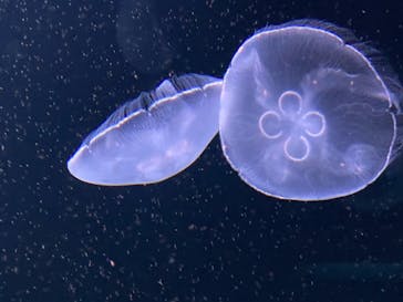 サンシャイン水族館に投稿された画像（2020/11/11）