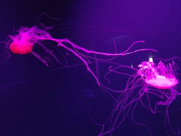 サンシャイン水族館に投稿された画像（2020/11/11）