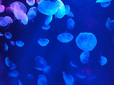 サンシャイン水族館に投稿された画像（2020/11/11）