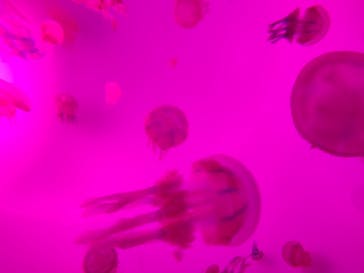 サンシャイン水族館に投稿された画像（2020/11/11）