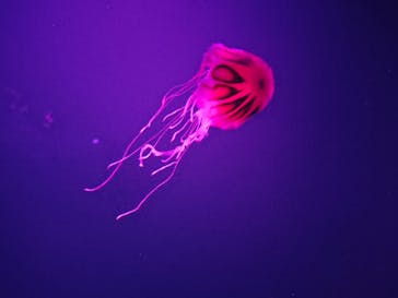 サンシャイン水族館に投稿された画像（2020/11/11）