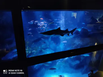 すみだ水族館に投稿された画像（2020/11/11）
